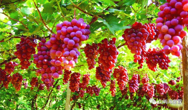 假的补硒的保健品(保健假补品硒含量高吗)-硒宝网