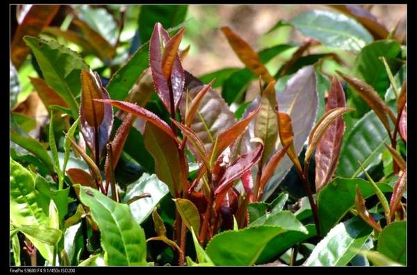 中国农科院补硒表（中国农科院生产的硒多少钱一盒）-硒宝网