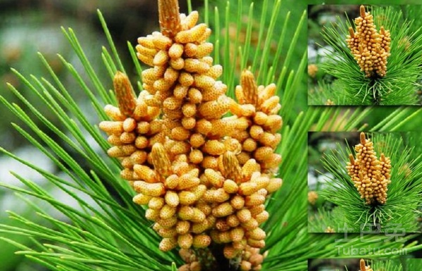 国珍松花粉补硒吗（国珍松花粉钙片功效）-硒宝网