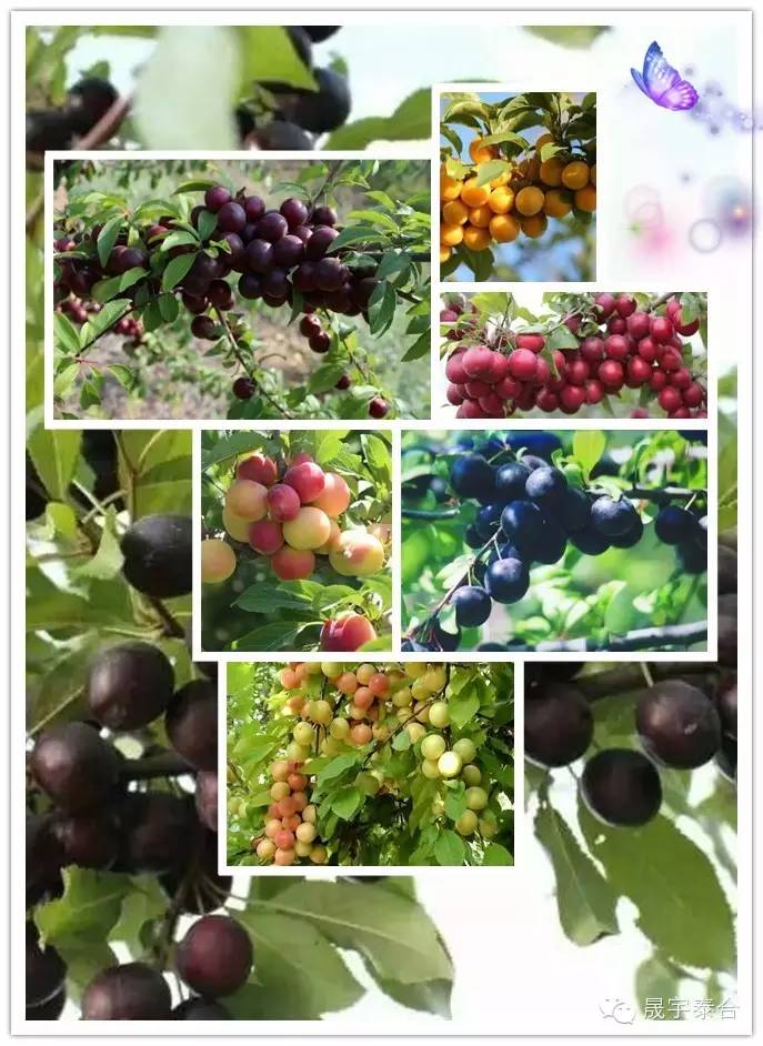 青春期补硒摄入量(补充硒的最大量)-硒宝网