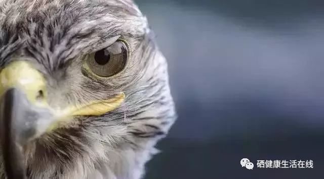 小孩子用不用补硒(小孩补硒的好处)-硒宝网