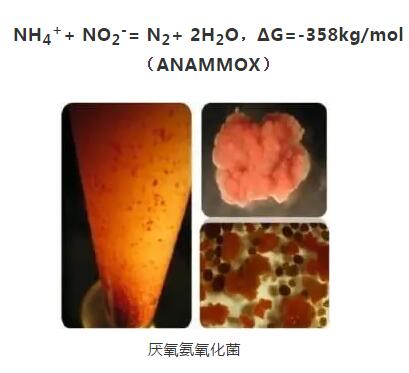 糖尿病补硒怎么办（糖尿病补硒的药物是什么）-硒宝网