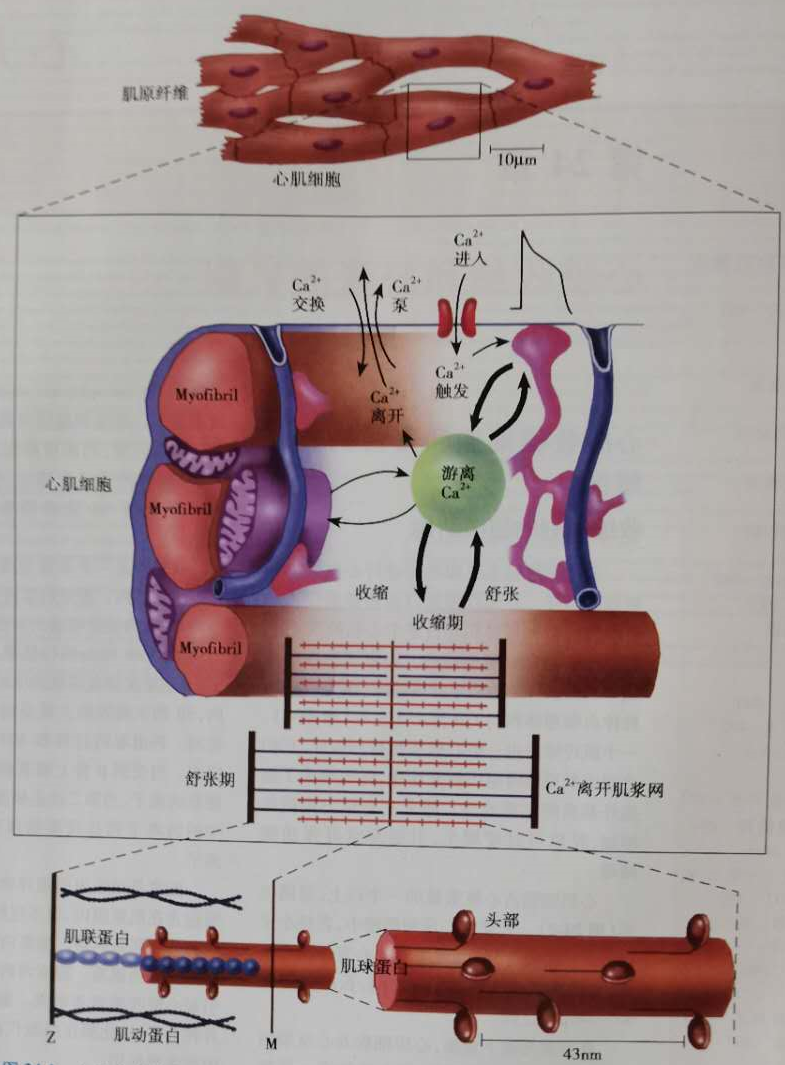 扩张型心肌病补硒（扩张型心肌病新药）-硒宝网