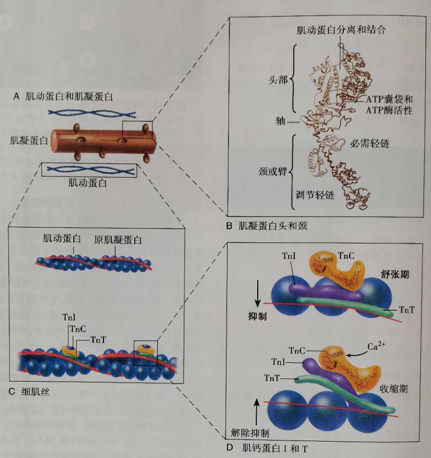 扩张型心肌病补硒（扩张型心肌病新药）-硒宝网