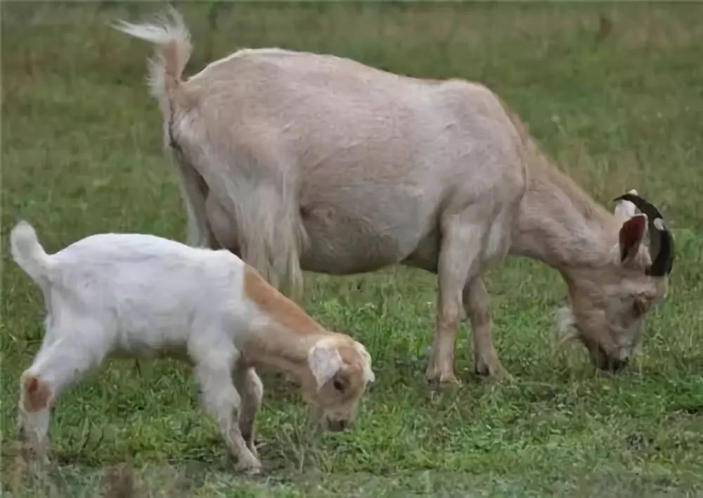 软瘫症补硒可以吗(补硒治疗)-硒宝网