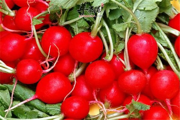 维生素d能补硒吗(硒和维生素d)-硒宝网