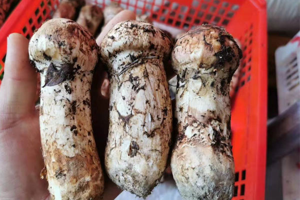 锌硒宝补蛋白质吗(蛋白锌锌硒宝)-硒宝网