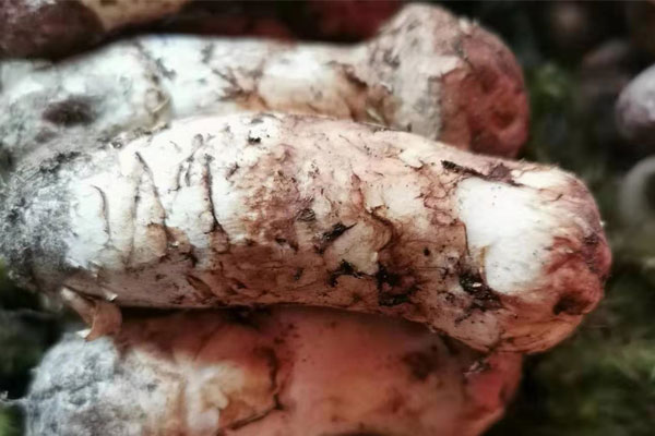 锌硒宝补蛋白质吗(蛋白锌锌硒宝)-硒宝网