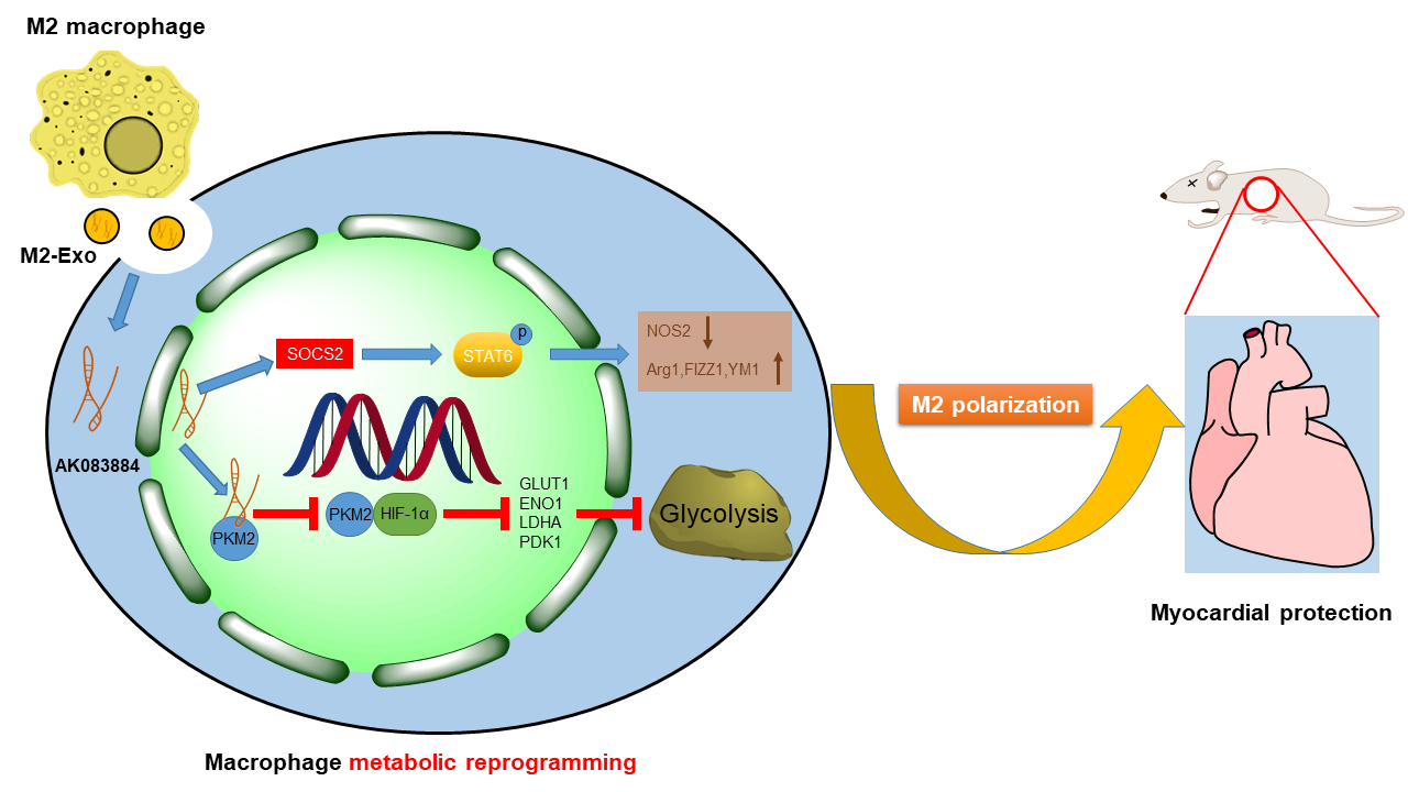 病毒性心肌炎补硒(病毒心肌炎吃什么药效果好)-硒宝网