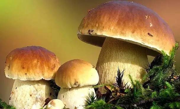 吃啥补硒百度百科（补充硒的好处）-硒宝网