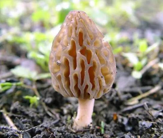 吃啥补硒百度百科（补充硒的好处）-硒宝网