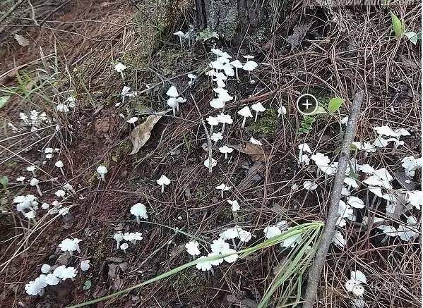 吃啥补硒百度百科（补充硒的好处）-硒宝网