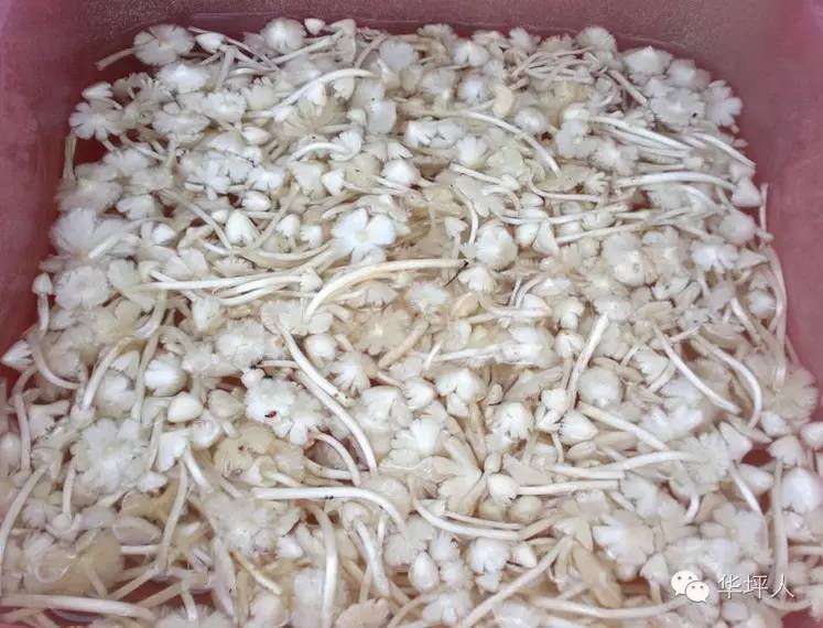 吃啥补硒百度百科（补充硒的好处）-硒宝网