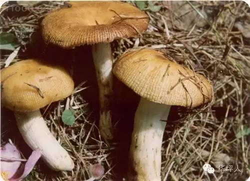 吃啥补硒百度百科（补充硒的好处）-硒宝网