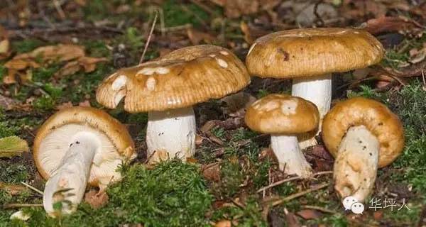 吃啥补硒百度百科（补充硒的好处）-硒宝网