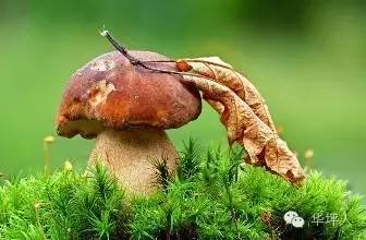 吃啥补硒百度百科（补充硒的好处）-硒宝网