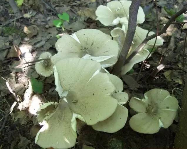 吃啥补硒百度百科（补充硒的好处）-硒宝网