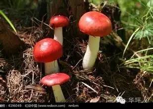 吃啥补硒百度百科（补充硒的好处）-硒宝网