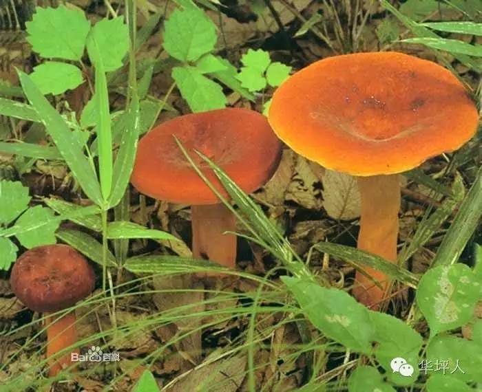 吃啥补硒百度百科（补充硒的好处）-硒宝网