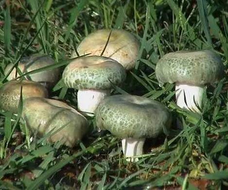 吃啥补硒百度百科（补充硒的好处）-硒宝网