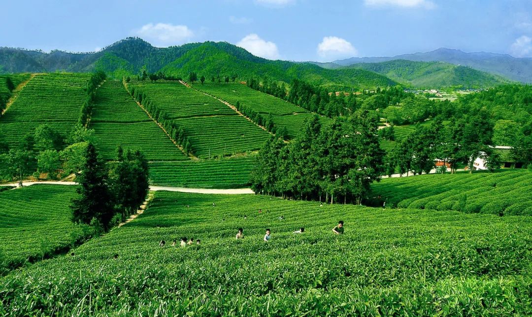 赣州富硒农场产品(赣州富硒蔬菜)-硒宝网