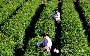 富硒产品市场定位（定位富硒市场产品有哪些）-硒宝网