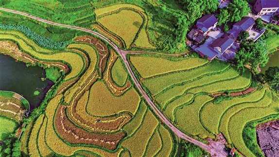 真正的富硒农产品(富硒农业)-硒宝网