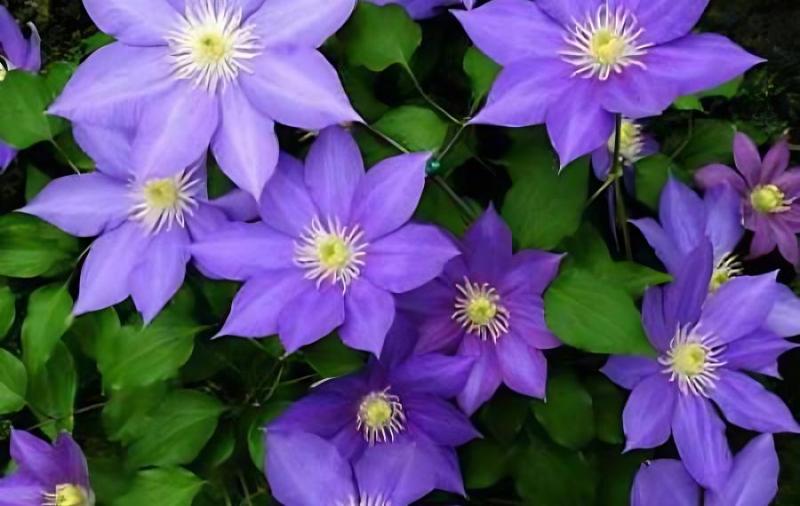 发展富硒产品预算(富硒产业发展方向)-硒宝网