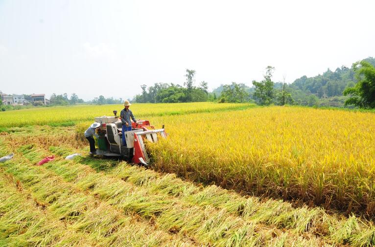 江津富硒产品平台(江津富硒产品有哪些)-硒宝网