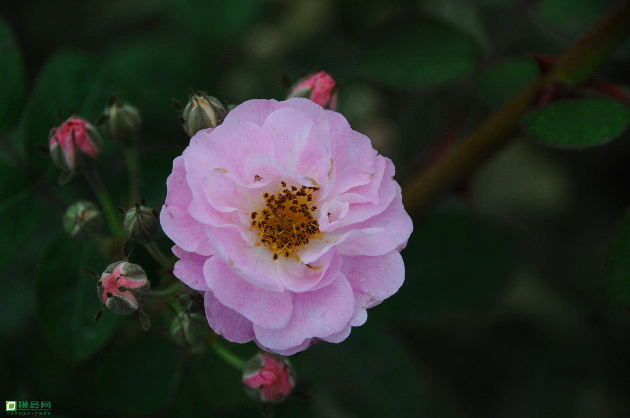 有机富硒产品基地(富硒鸡养殖基地在哪里位置)-硒宝网