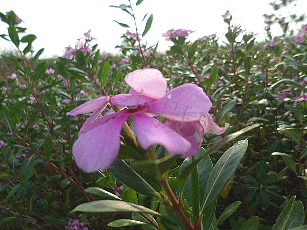 有机富硒产品基地(富硒鸡养殖基地在哪里位置)-硒宝网