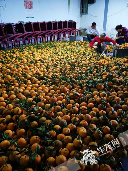 江津富硒产品脐橙(江津富硒农产品)-硒宝网