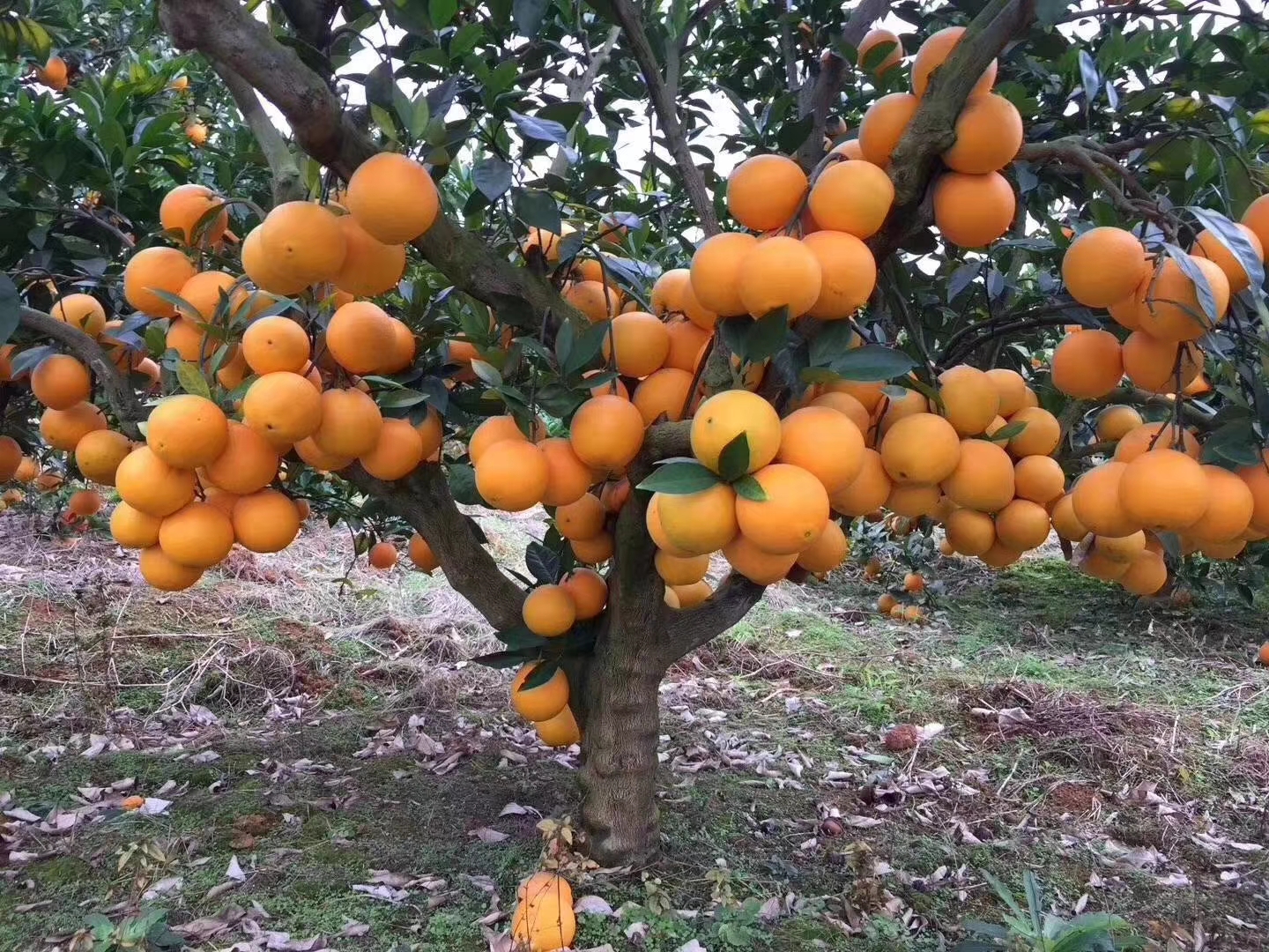 江津富硒产品脐橙(江津富硒农产品)-硒宝网