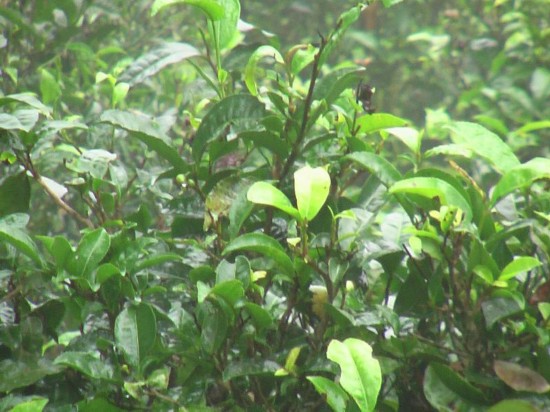 恩施特产富硒产品(恩施富硒特产有哪些)-硒宝网