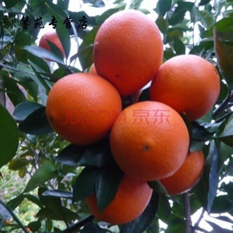 江津富硒产品脐橙（江津富硒茶叶）-硒宝网