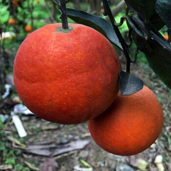 江津富硒产品脐橙（江津富硒茶叶）-硒宝网