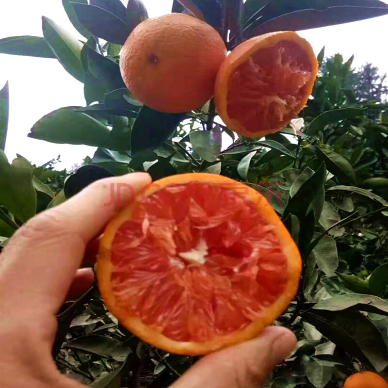 江津富硒产品脐橙（江津富硒茶叶）-硒宝网