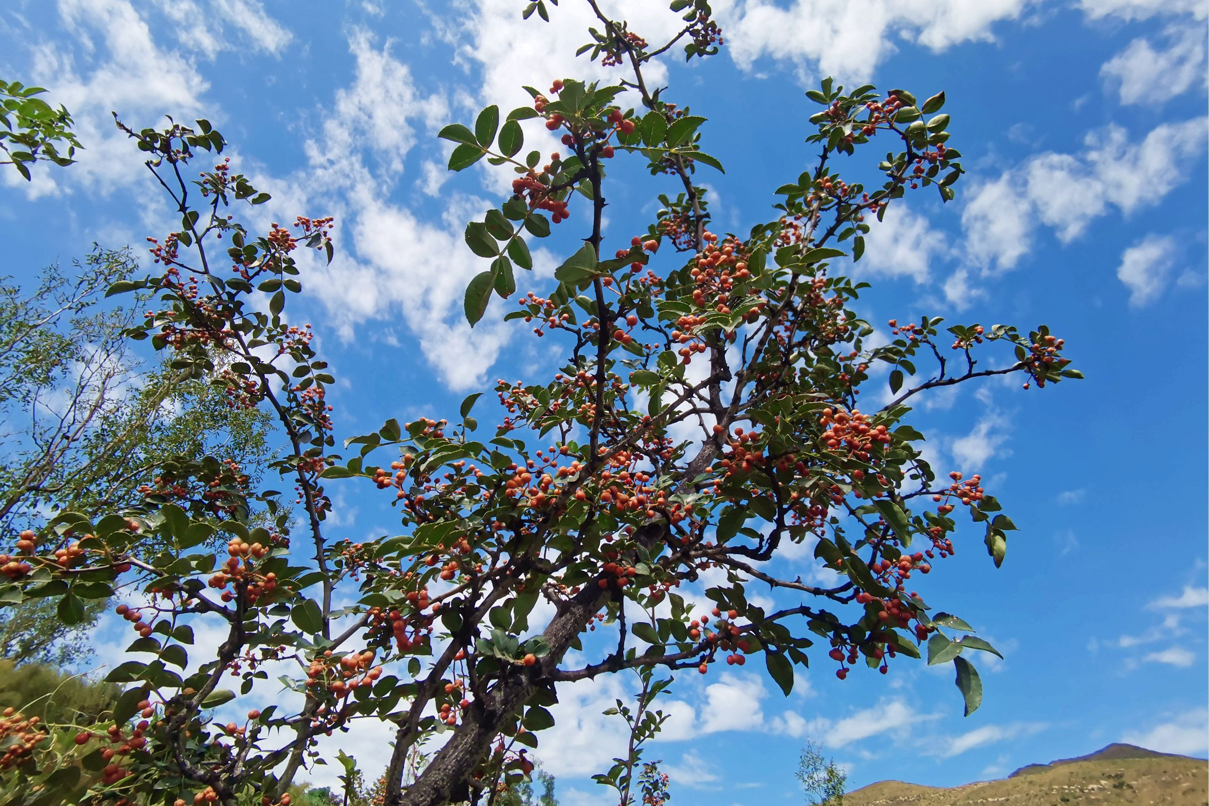 江津富硒产品攻略（江津富硒产品有哪些）-硒宝网