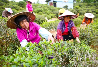 富硒产品生产规程（规程生产富硒产品有哪些）-硒宝网