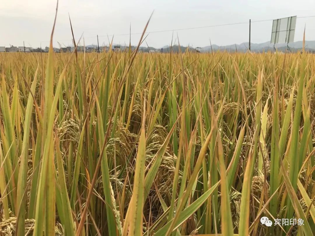 富硒产品如何高产(高产富硒产品推荐)-硒宝网