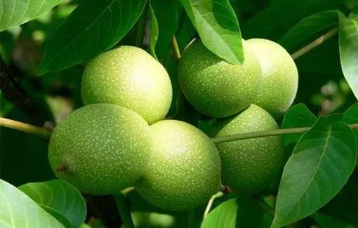 安康富硒农业产品（安康农业富硒产品名录）-硒宝网