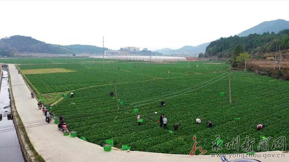 农场姑娘富硒产品（富硒产品炒作）-硒宝网