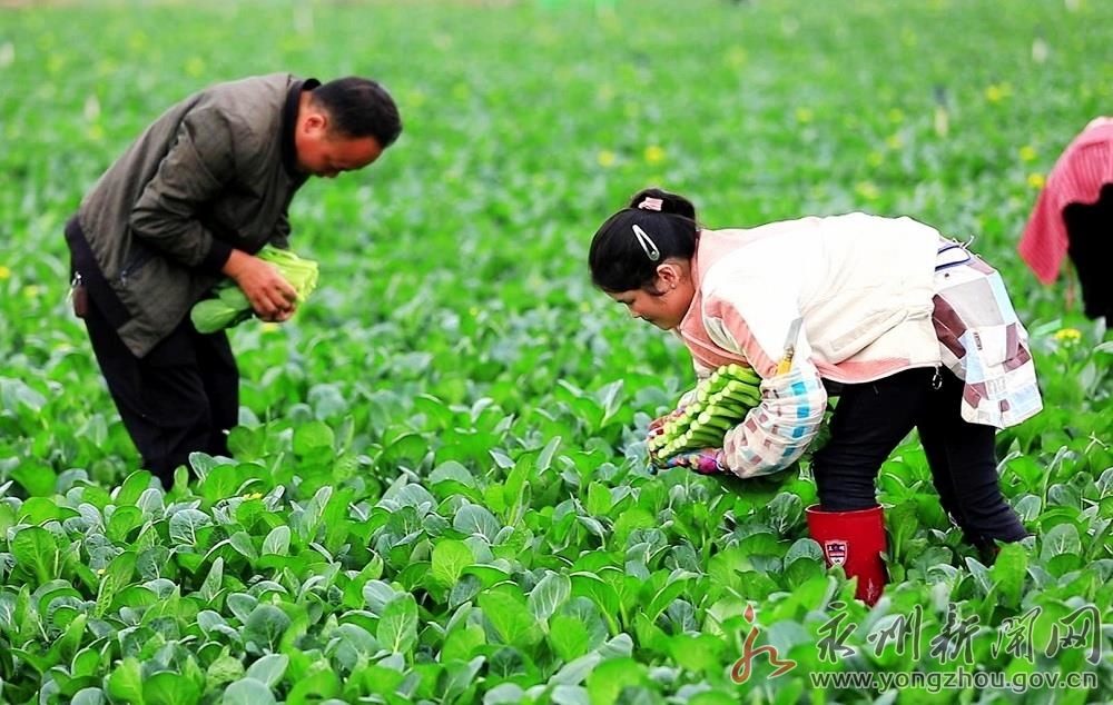 农场姑娘富硒产品（富硒产品炒作）-硒宝网