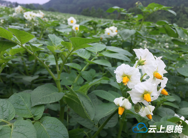 恩施富硒土豆产品（恩施富硒土豆销售模式）-硒宝网