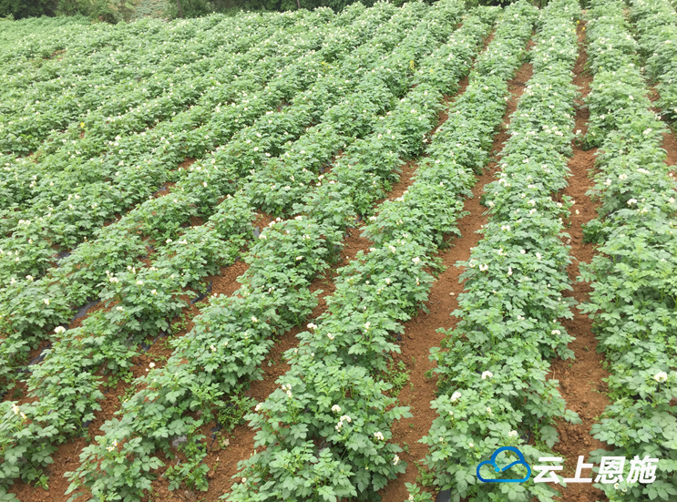 恩施富硒土豆产品（恩施富硒土豆销售模式）-硒宝网