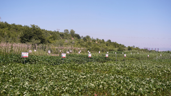 山西富硒农业产品（山西省富硒土壤）-硒宝网