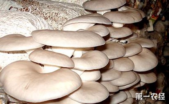 富硒蘑菇产品特点（蘑菇特点富硒产品是什么）-硒宝网