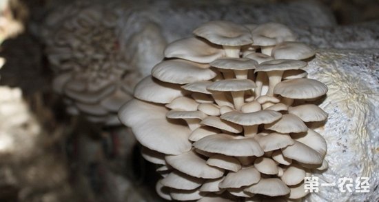 富硒蘑菇产品特点（蘑菇特点富硒产品是什么）-硒宝网