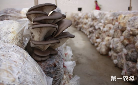 富硒蘑菇产品特点（蘑菇特点富硒产品是什么）-硒宝网