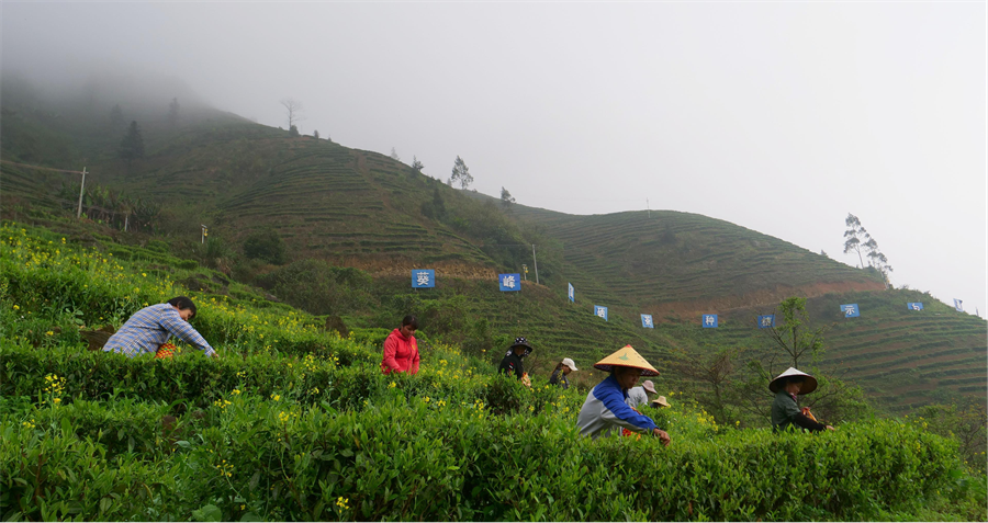 富硒绿茶产品介绍(绿茶富硒介绍产品文案)-硒宝网